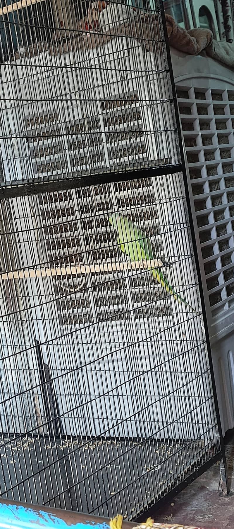 parrot  4