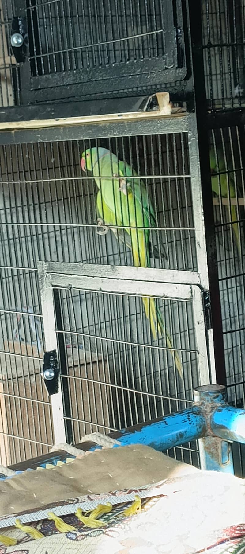 parrot  5