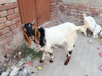 2 dant bakra