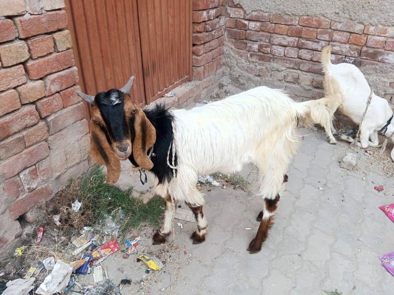 2 dant bakra 0