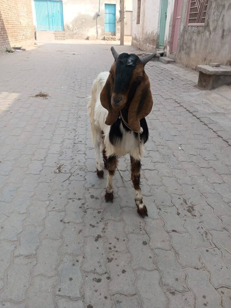 2 dant bakra 1