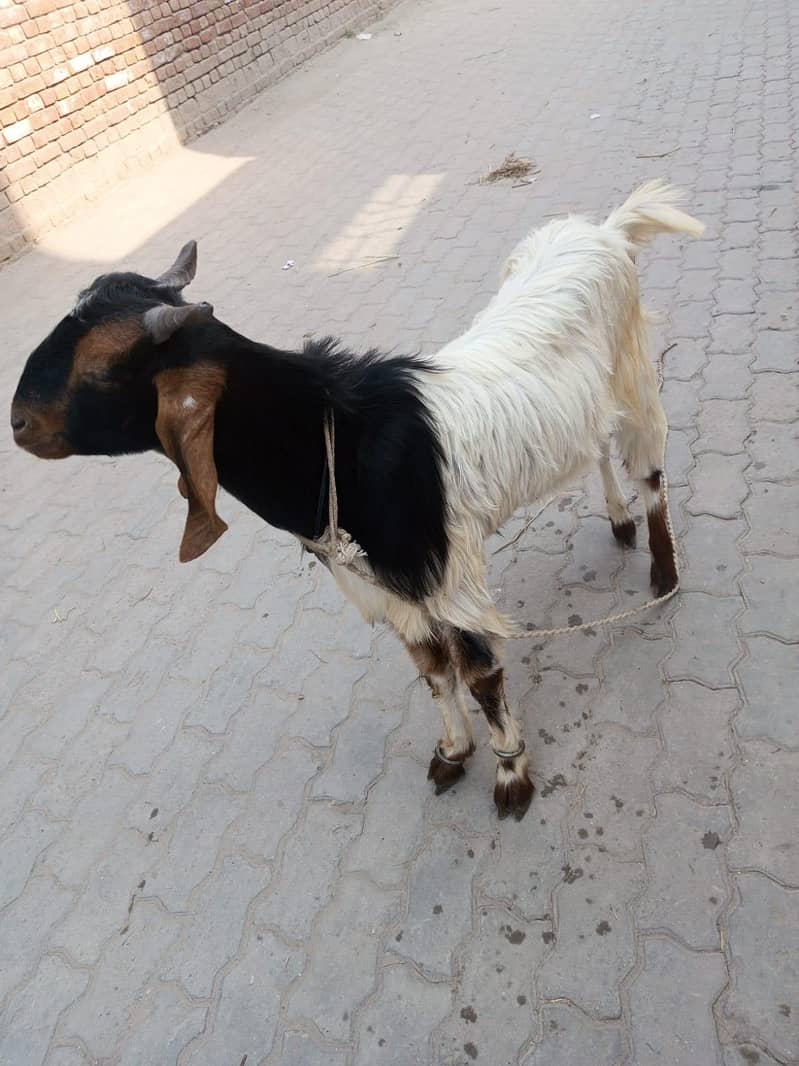 2 dant bakra 2
