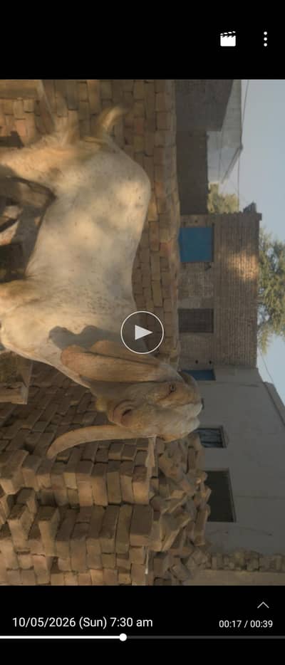 فروخت کے لیے خوبصورت چائنا بکرا – 70 کلو