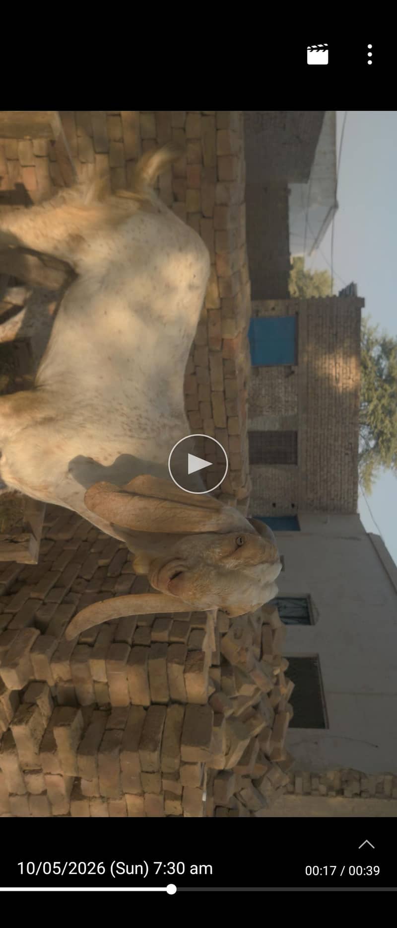 فروخت کے لیے خوبصورت چائنا بکرا – 70 کلو 0
