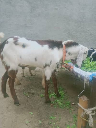 Bakra qurbani