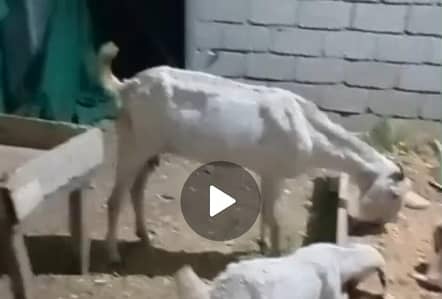 قربانی کےلئے بکری فارسیل
