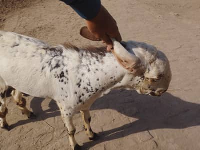 خوبصورت چتکبرا بکرا فروخت کے لیے | صحت مند اور اچھی نسل