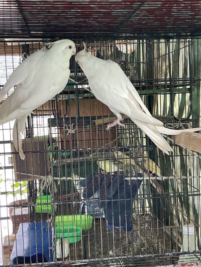 Love birds Cockatiels Lady Gouldian finches