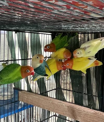 Love birds Cockatiels Lady Gouldian finches