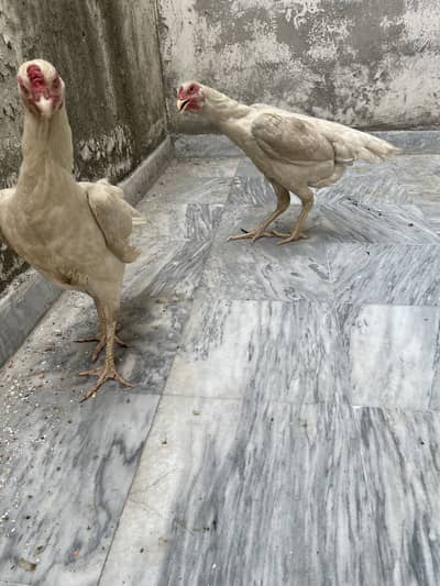 Shamo murgi for sale  andey wli
