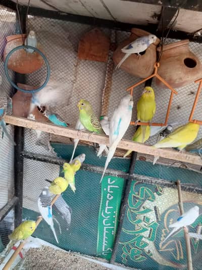 Australian Birds, Love Birds, Fisheries and others