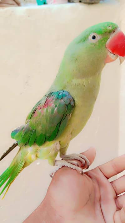 Raw parrot