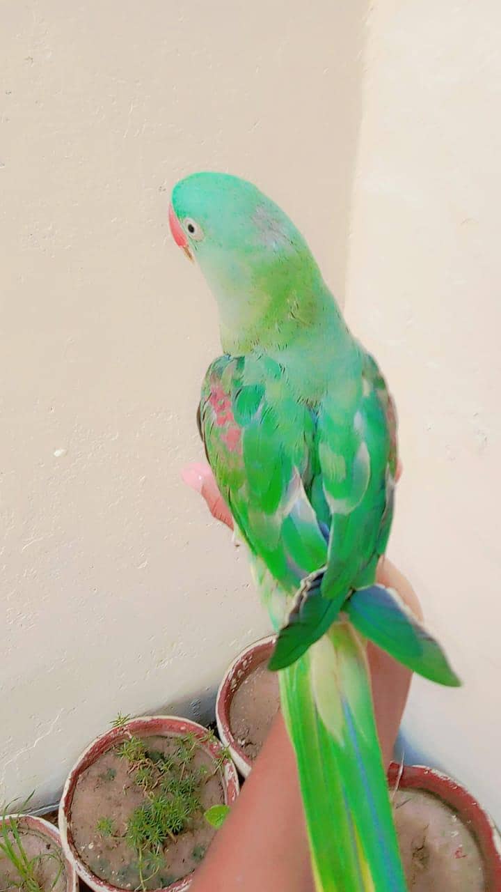 Raw parrot 1