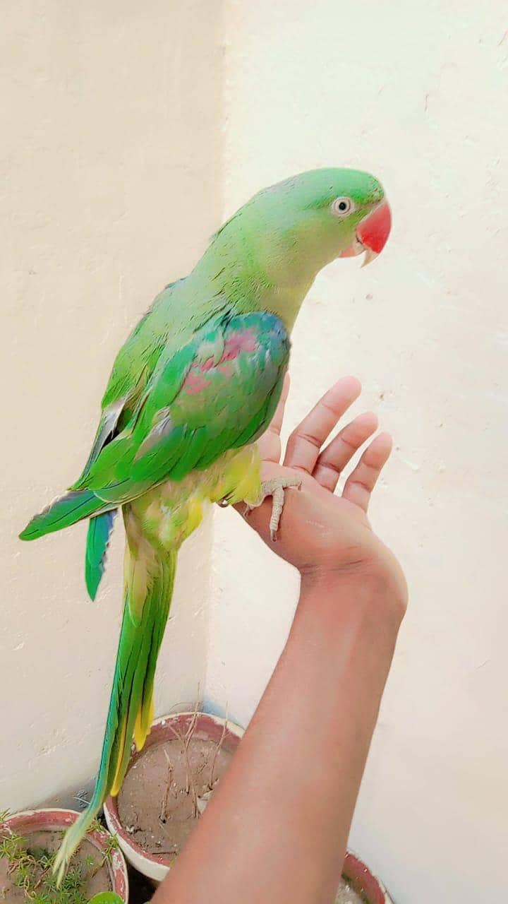 Raw parrot 2