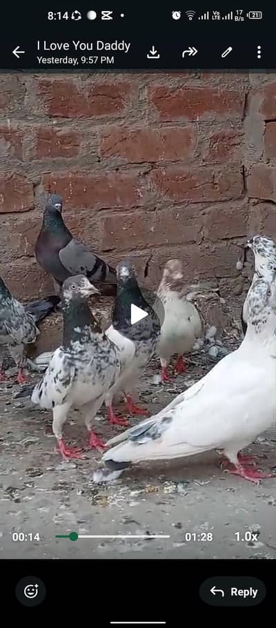 parwazi kabooter 30 piece rabta number 03176209424