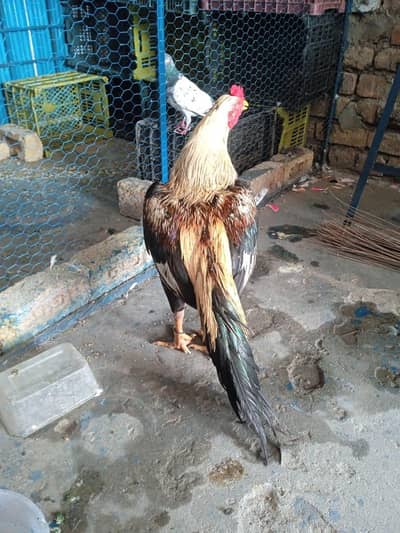 Aseel mianwali jawa murgha for sale