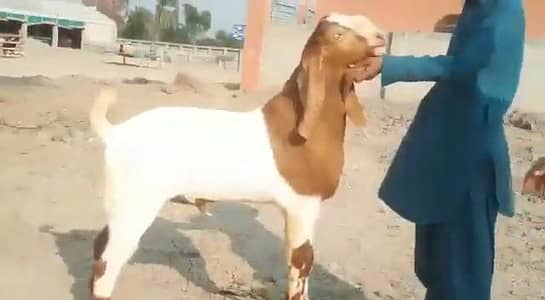 gulabi Bakra for sale 03481743426