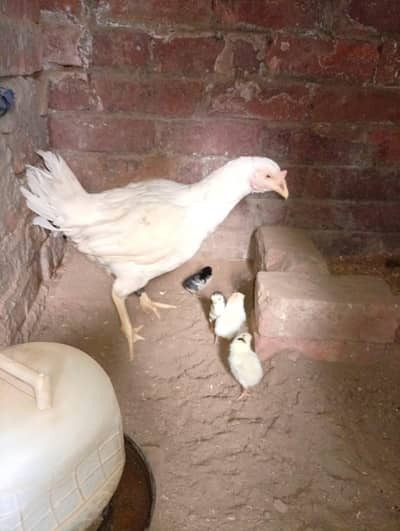 Heera Madi With 4  Chicks