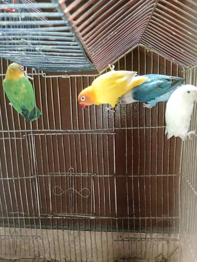 Love birds