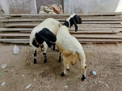 Bakra & Dumba jori for sale arjent