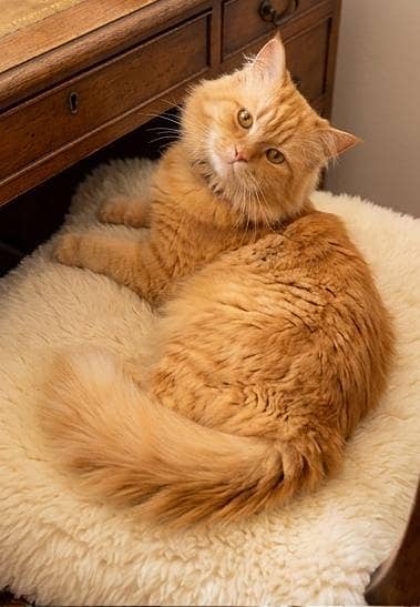 Royal Ginger Persian Male Cat | Fully Trained | Healthy & Playful