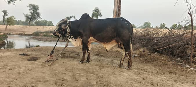 Sahiwal breed, dhani breed, cholistan cross breed