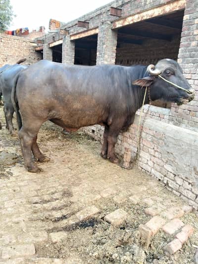 manhala Lahore