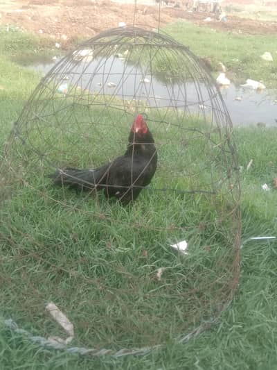male asal aseel murg