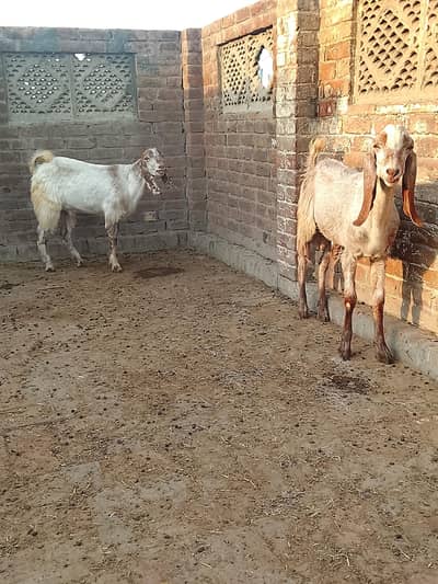 Qurbani k liye 2 dant bakery for sale (only call: no olx chat)