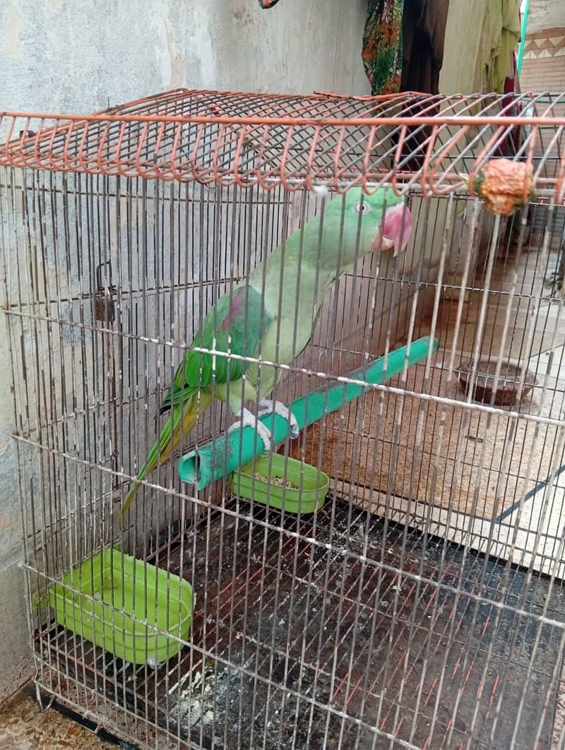 raw parrot 0