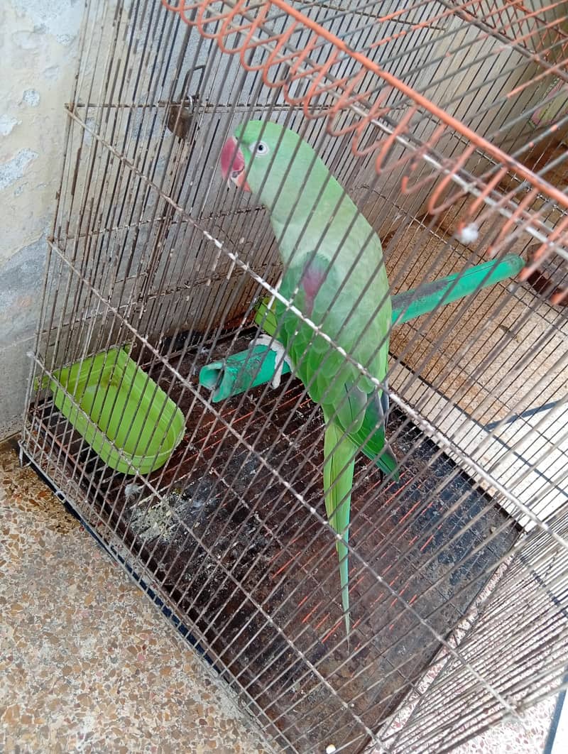 raw parrot 1