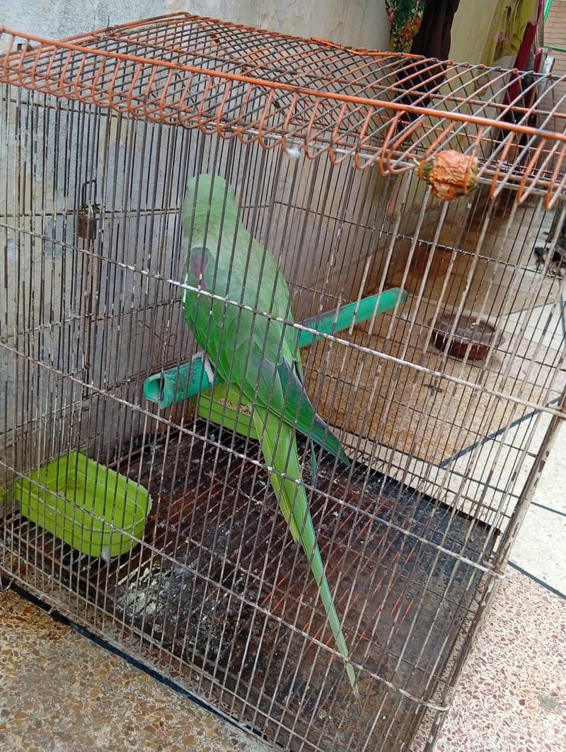 raw parrot 2