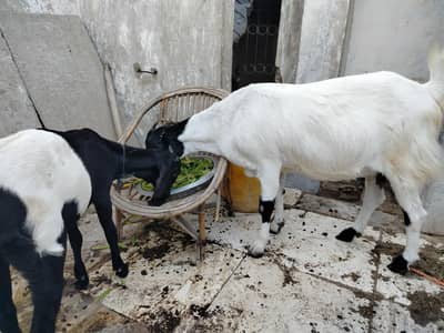 Doodh Wali Bakri + Ma-Baccha + Ghaban Teddy