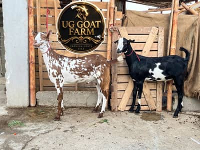2 Bakra jori for sale qurbani 2026