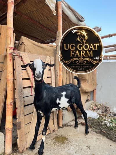 2 dant Bakra for sale qurbani 2026