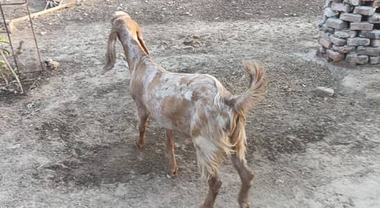 Qurbani goats