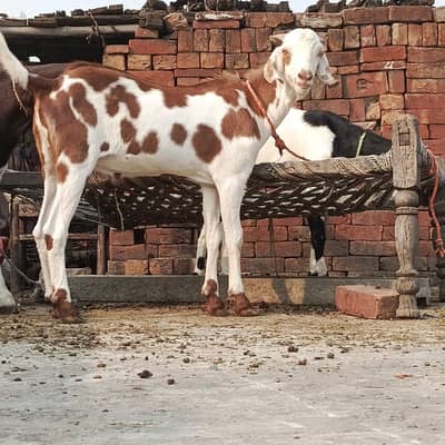 Brown White Desi Bakra 2 Dant or khasi For sale Healthy and Active