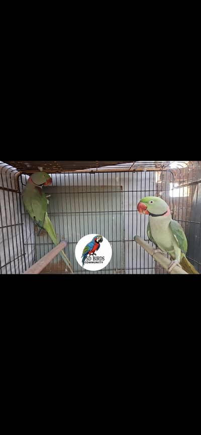 Alexander parakeet 03132738282
