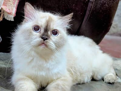 3rple cott Cat babies available
