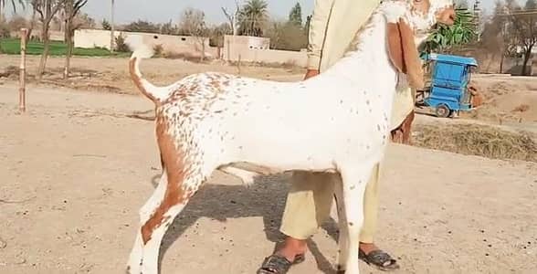Qurbani ke Liye Bakra for sale +03226643435)