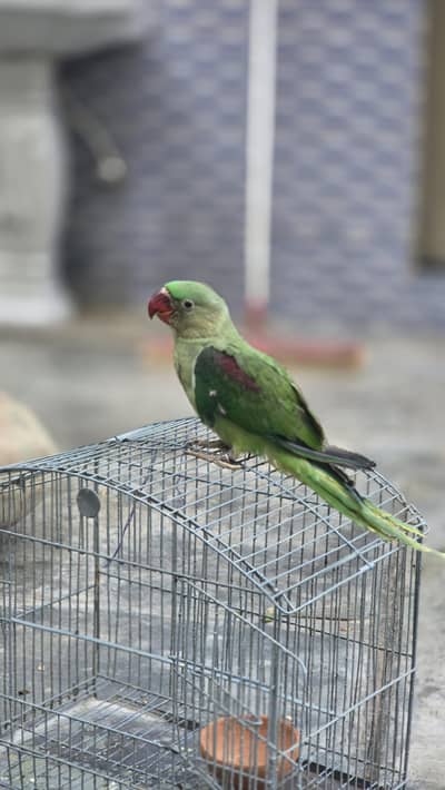 Raw Parrot