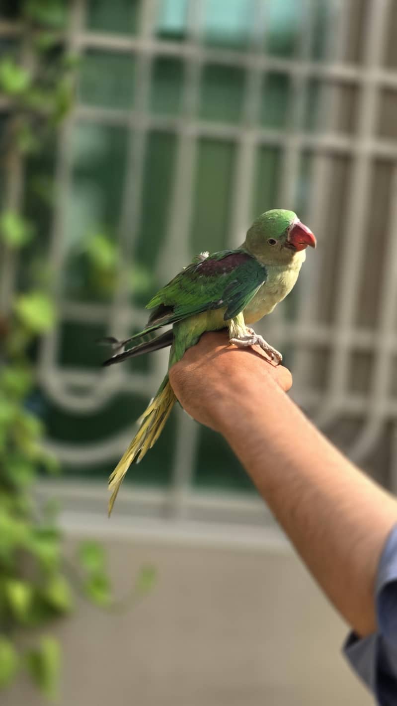 Raw Parrot 1