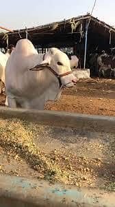 qurabani bulls