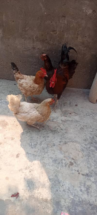 hens for sale