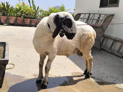 Qurbani KY liye dumby (sheep's)