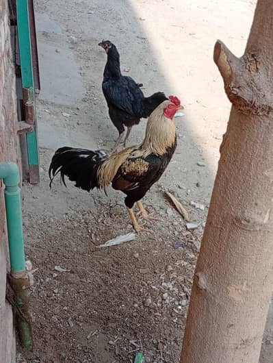 Aseel mianwali