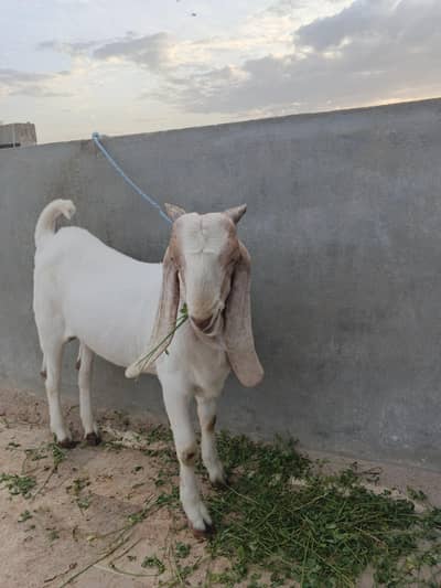 Goat for sale Qurbani ka bakra