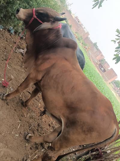 MashaAllah Beautiful Desi Sahiwal Bull for sale