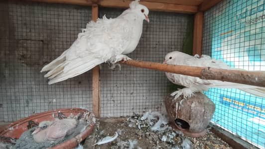 Saddle Frill back pigeons
