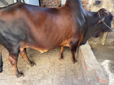 brahman cross bull